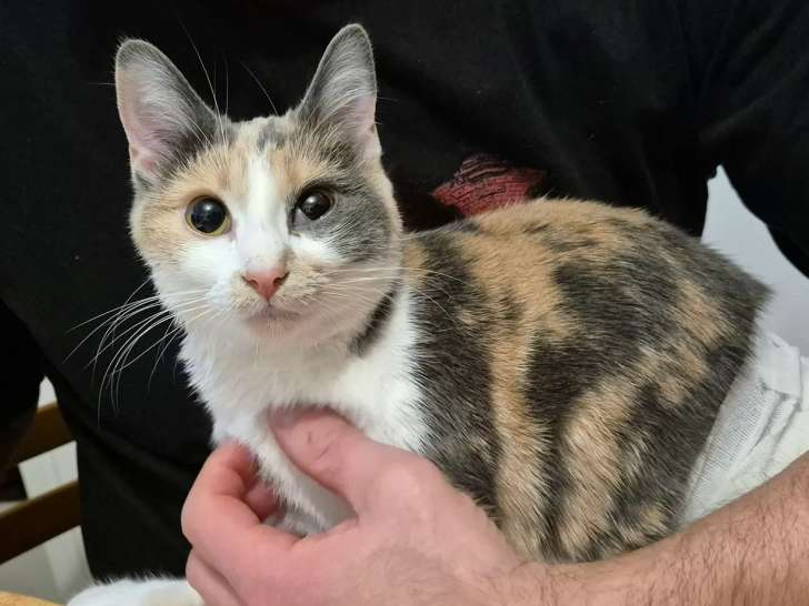 À la recherche d'une famille : chaton femelle tricolore de 10 mois