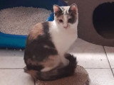 À la recherche d'une famille : chaton femelle tricolore de 10 mois