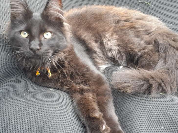 Magnifiques chatons Maine Coon à vendre