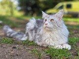 Chat Maine Coon mâle pour saillie inscrit au LOOF