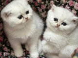 Chatons British Shorthair LOOF à réserver