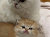 Chatons British Shorthair LOOF à réserver