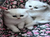 Chatons British Shorthair LOOF à réserver