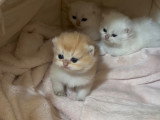 Chatons British Shorthair LOOF à réserver