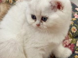 Chatons British Shorthair LOOF à réserver