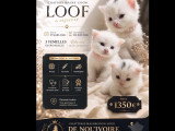 Chatons Maine Coon LOOF à la robe rare à réserver