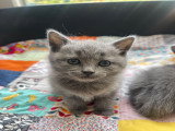 Chatons Chartreux LOOF ou non LOOF à vendre