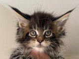 Chatons Maine Coon à vendre (1 femelle & 2 mâles)