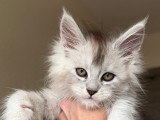 Chatons Maine Coon à vendre (1 femelle & 2 mâles)