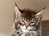 Chatons Maine Coon à vendre (1 femelle & 2 mâles)