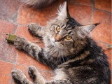 Chaton Maine Coon mâle LOOF né septembre 2025 à vendre