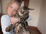 Chaton Maine Coon mâle LOOF né septembre 2025 à vendre