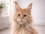 Chaton Maine Coon mâle LOOF né septembre 2025 à vendre