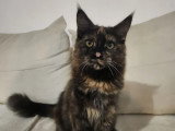 Chaton femelle Maine Coon black tortie LOOF à vendre, née en juin 2025