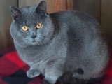 Chartreux mâle LOOF grand champion disponible pour saillie
