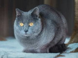 Chartreux mâle LOOF grand champion disponible pour saillie