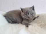 Chaton femelle British Shorthair bleue LOOF à réserver, née en mars 2026