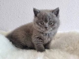 Chaton femelle British Shorthair bleue LOOF à réserver, née en mars 2026