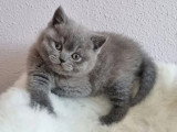 Chaton femelle British Shorthair bleue LOOF à réserver, née en mars 2026