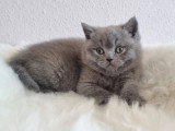 Chaton femelle British Shorthair bleue LOOF à réserver, née en mars 2026