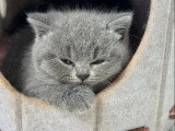 Chaton femelle British Shorthair bleue de mars 2026 LOOF à vendre