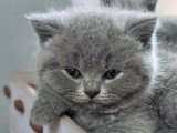 Chaton femelle British Shorthair bleue de mars 2026 LOOF à vendre
