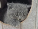 Chaton femelle British Shorthair bleue de mars 2026 LOOF à vendre