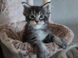 Chaton Maine Coon né en avril 2026 à réserver, mâle black silver blotched tabby LOOF