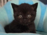 3 chatons British Shorthair noirs de mars 2026 LOOF à réserver