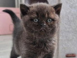 3 chatons British Shorthair noirs de mars 2026 LOOF à réserver