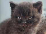 3 chatons British Shorthair noirs de mars 2026 LOOF à réserver