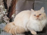 10 Chatons Sacrés de Birmanie LOOF nés août 2025 à vendre