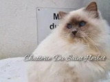 10 Chatons Sacrés de Birmanie LOOF nés août 2025 à vendre