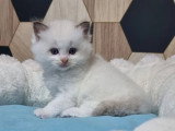 Chaton Ragdoll mâle chocolat bicolore de mars 2026 à réserver LOOF