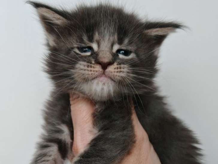 2 chatons femelles Maine Coon LOOF à réserver