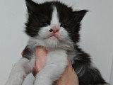 2 chatons femelles Maine Coon LOOF à réserver