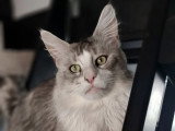 Chat Maine Coon black silver shaded à vendre inscrit au LOOF