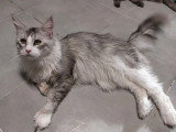 Chat Maine Coon black silver shaded à vendre inscrit au LOOF
