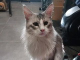 Chat Maine Coon black silver shaded à vendre inscrit au LOOF