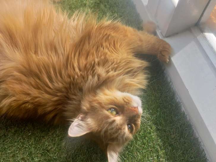 Chatte Maine Coon rousse à vendre