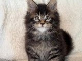 5 chatons Maine Coon mâles LOOF nés février 2026 à vendre