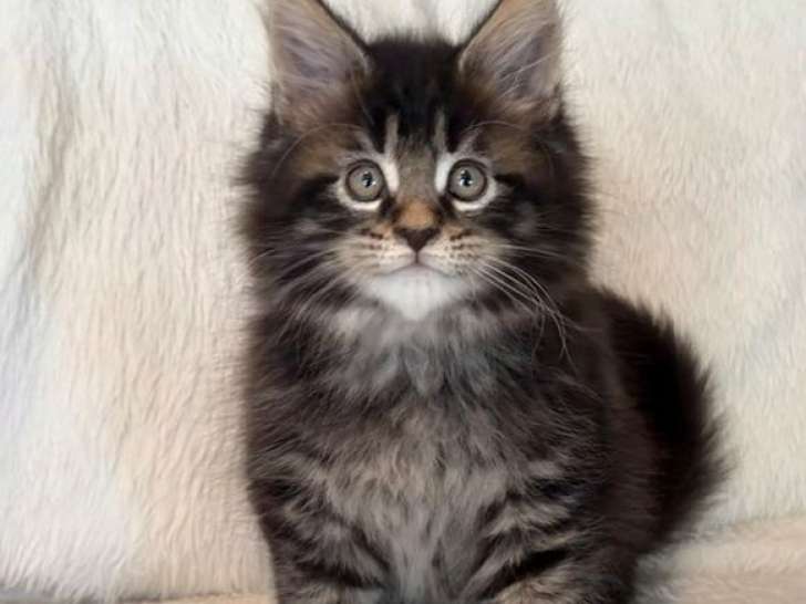 5 chatons Maine Coon mâles LOOF nés février 2026 à vendre