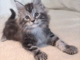 5 chatons Maine Coon mâles LOOF nés février 2026 à vendre