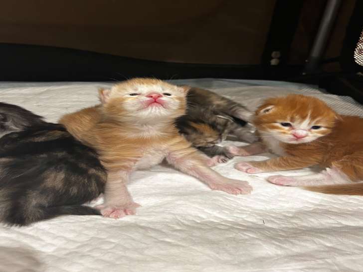 Chaton Maine Coon à réserver