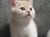 Chatons British Shorthair à vendre