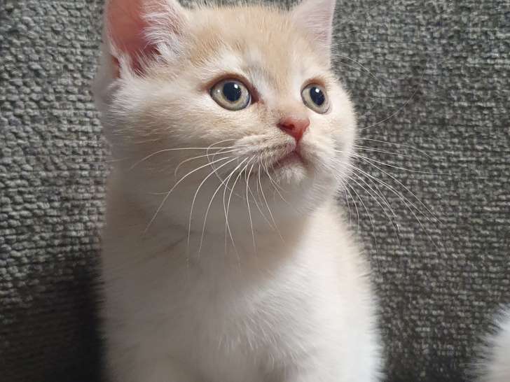 Chatons British Shorthair à vendre
