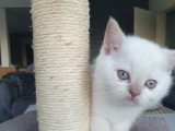 Chatons British Shorthair à vendre