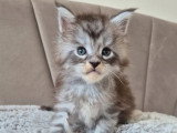 Chaton Maine Coon mâle black silver LOOF à réserver