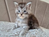 Chaton Maine Coon mâle black silver LOOF à réserver