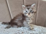 Chaton Maine Coon mâle black silver LOOF à réserver